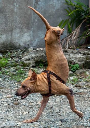 菲律宾博狗（菲律宾狗子）